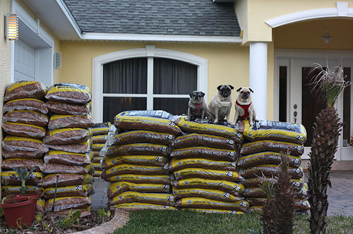 Luna, Henry and Benjamin