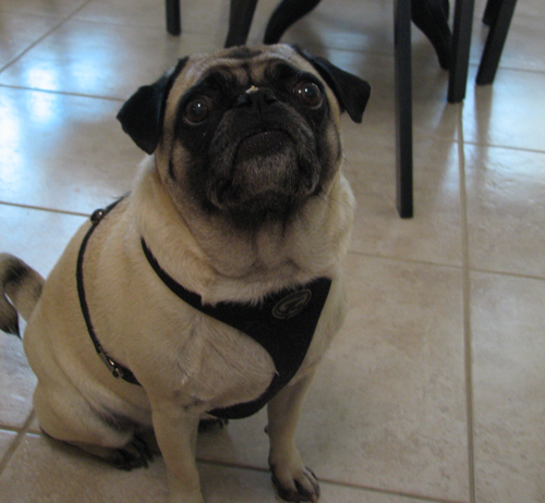 Henry with yogurt on his nose.