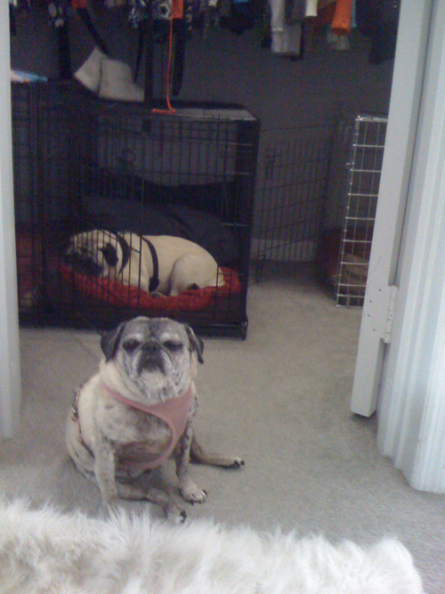 Luna & Henry