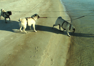 Benjamin, Henry & Luna at the beach