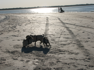 The boys & Luna playing