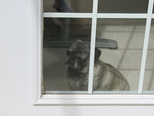 Luna waiting by the door