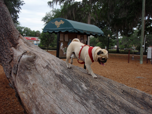 Benjamin climbing on the tree