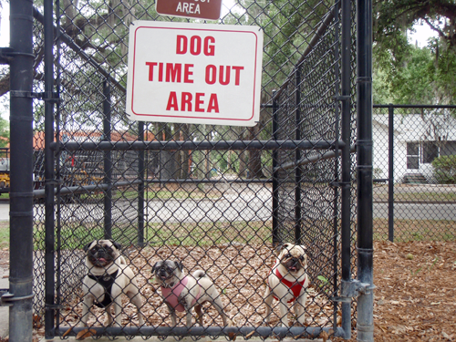 Benjamin, Henry & Luna in time out