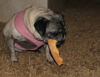 Luna eating her pizza crust