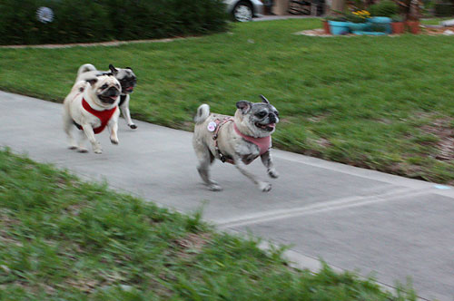 Luna, Benjamin and Henry