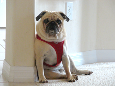 Benny leaning up against the wall