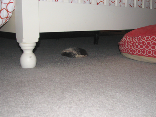 Puffy under the bed