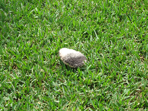 Puffy in the yard