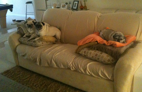 Benjamin, Henry, Luna and Cupid