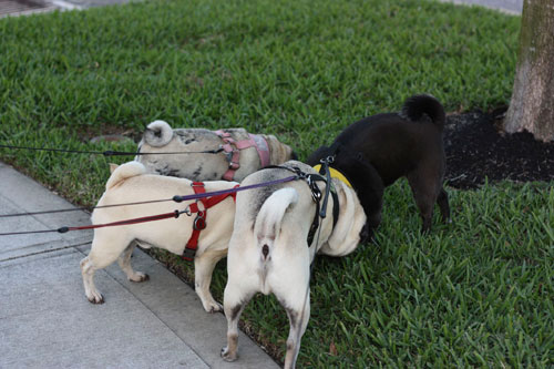 Pug Tails