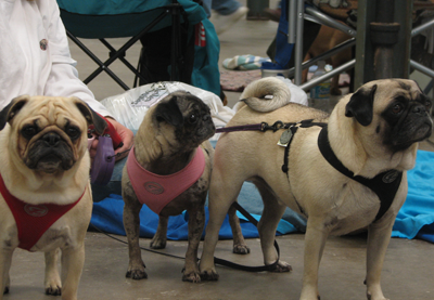 Benjamin, Henry & Luna at PugFest