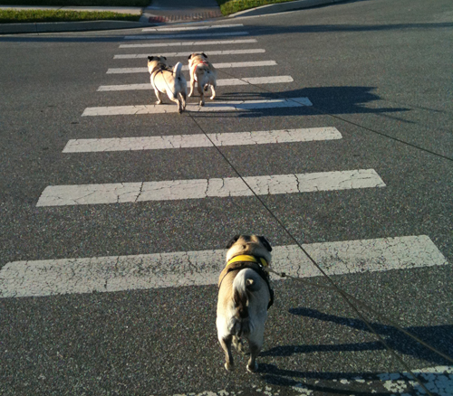 Benjamin, Henry and Luna