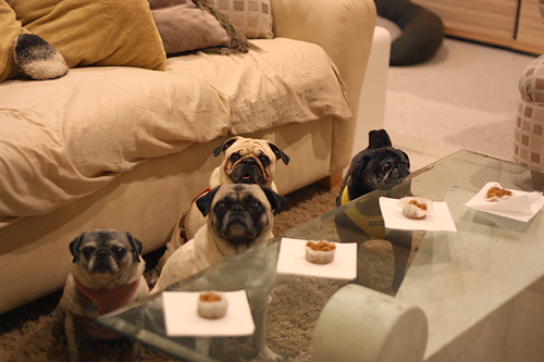 Pugkin Bread for the Pugs