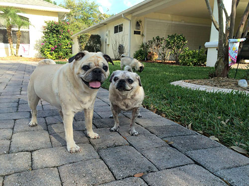 Benjamin, Luna and Henry