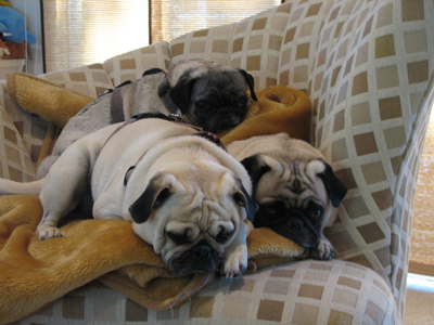 Benjamin, Henry and Luna