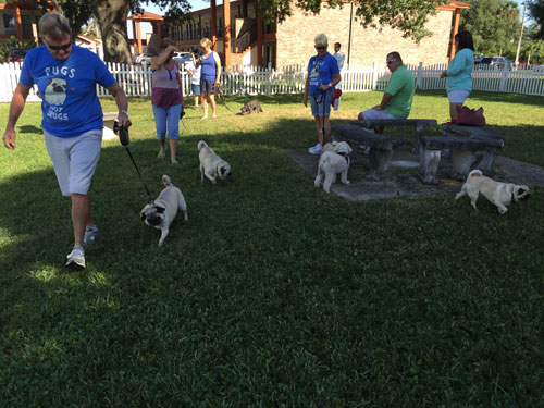 Pugs in the City
