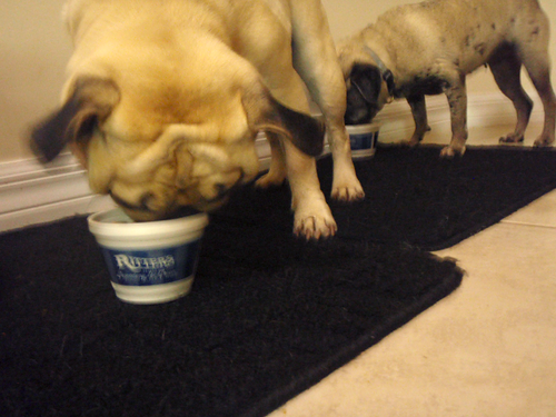 Benjamin & Luna eating ice cream