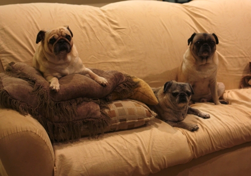 Benjamin, Luna and Henry
