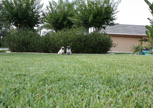 Benjamin & Henry Race