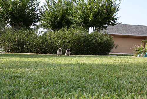 Benjamin & Henry Race