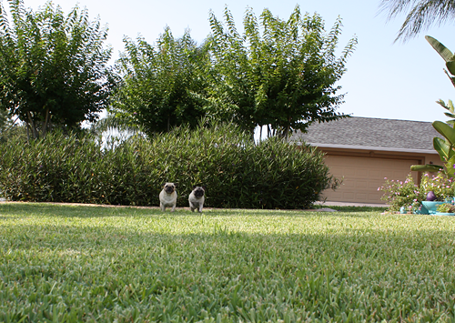 Benjamin & Henry Race