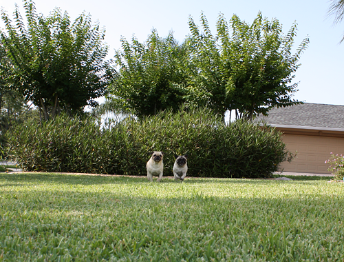 Benjamin & Henry Race