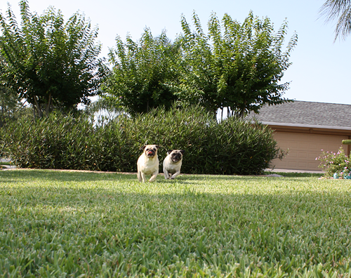 Benjamin & Henry Race