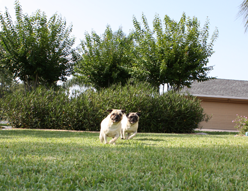 Benjamin & Henry Race