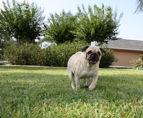 Benjamin & Henry Race