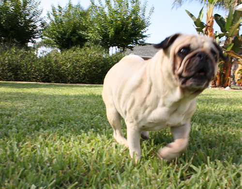 Benjamin & Henry Race