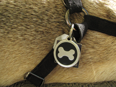 Henry's Red Dingo Dog Tag