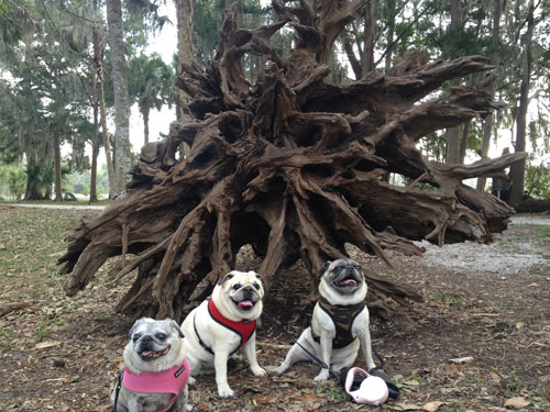 Benjamin, Henry and Luna