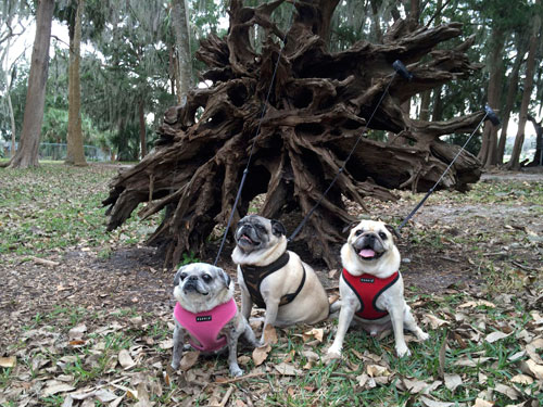 Benjamin, Henry and Luna