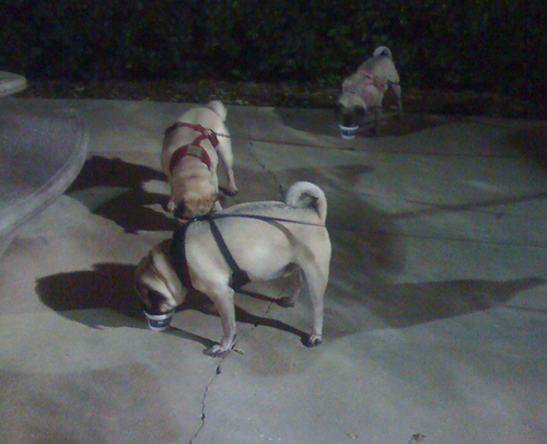 Benjamin, Henry & Luna eating ice cream