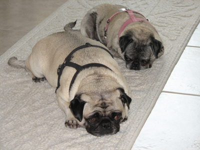 Henry & Luna