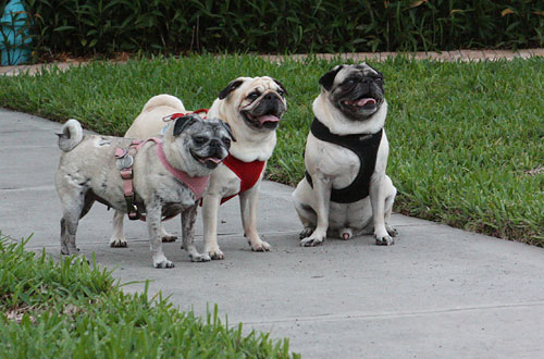 Benjamin, Henry and Luna