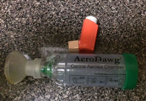 AeroDawg