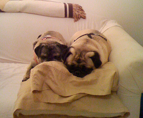 Luna & Henry