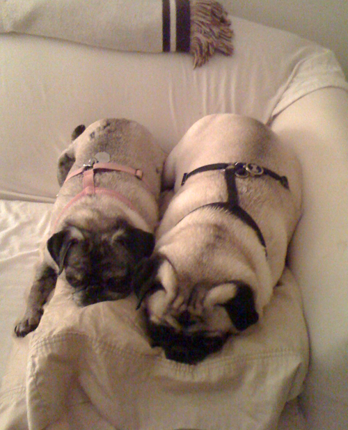 Luna & Henry