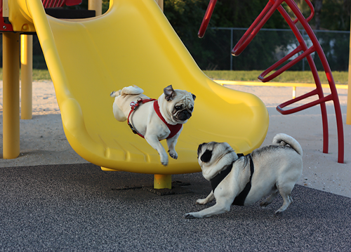 Benjamin going down the slide.  Henry getting ready to pounce.