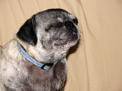 Luna pre sneeze