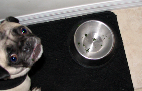 Henry eating Luna's spinach