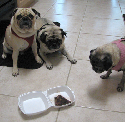 Benjamin, Henry & Luna waiting for a taste of steak