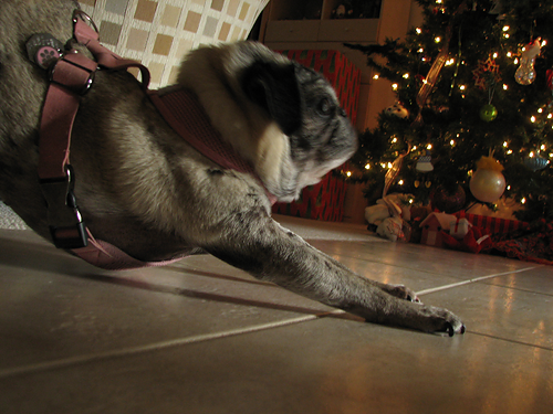 Luna stretching