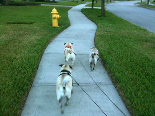 Benjamin, Henry and Luna