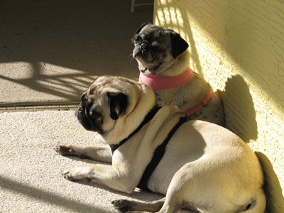 Luna & Henry
