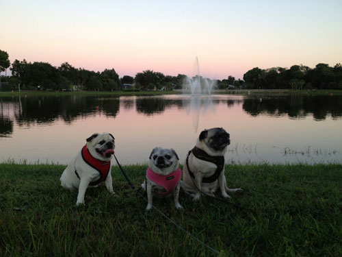 Benjamin, Henry & Luna
