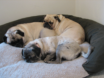 Benjamin, Henry & Luna