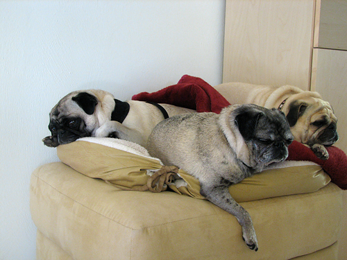 Benjamin, Henry & Luna